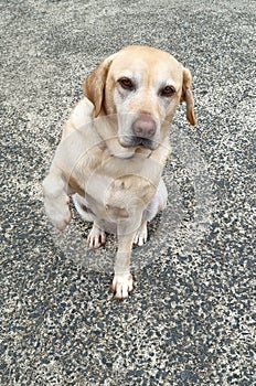 Beautiful Labrador looking at the viewer and doing a trick