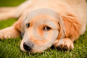 Beautiful labrador lying on the grass watching at the camera