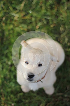 Beautiful labrador puppy sitting on the grass and looking to the camera.