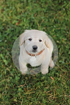 Beautiful labrador puppy sitting on the grass and looking to the camera.