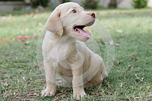 Beautiful labrador puppy is waiting for food.