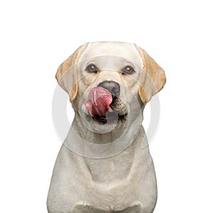 Beautiful Labrador retriever dog in front of isolated white background