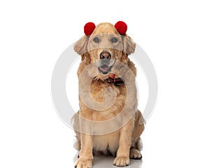 beautiful labrador retriever dog with red tassels headband panting