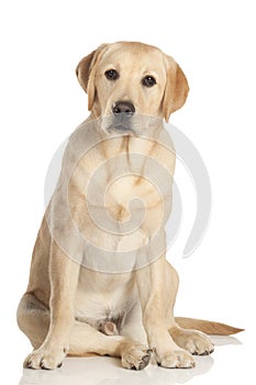 Beautiful Labrador retriever isolated on white background