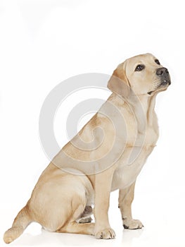 Beautiful Labrador retriever isolated on white background