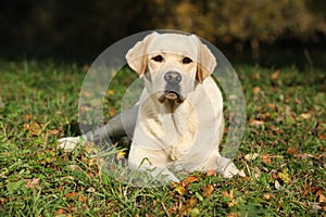 Beautiful labrador retriever lying