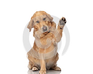 beautiful labrador retriever puppy holding paws up and looking down