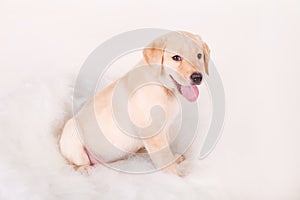 Beautiful Labrador retriever puppy on white background