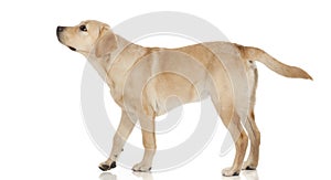 Beautiful Labrador retriever on white background