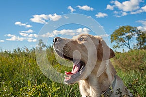 A beautiful labrador yawns with his mouth wide open