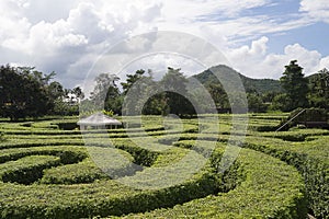 Beautiful labyrinth, maze design in garden of the park