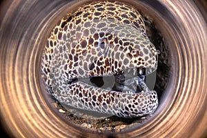 Beautiful laced moray eel