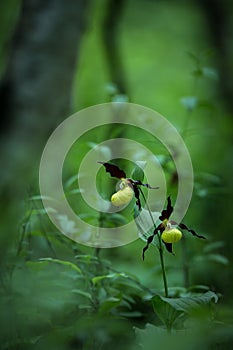 Beautiful Lady`s slipper orchid flower grow in forest with natural background, wallpaper natural closeup macro, postcard beauty