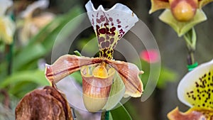 A beautiful lady slipper orchid paphiopedilum gratrixianum species . The Paphiopedilum gratrixianum. Blooming Orchid Paphiopedil