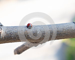 Beautiful Ladybug crawling on tree with fresh