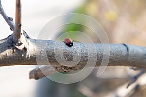 Beautiful Ladybug crawling on tree with fresh