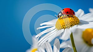 Beautiful ladybug on daisy flower on blue sky background.Macro bugs and insects world. Generative Ai