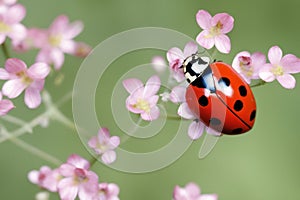 Beautiful ladybug macro ai generated image