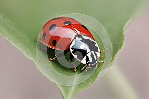 Beautiful ladybug macro ai generated image
