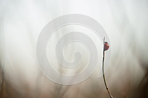 Beautiful ladybug perched on the grass with unfocused warm background