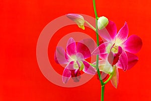 Laelia anceps pink orchids and buds against black background