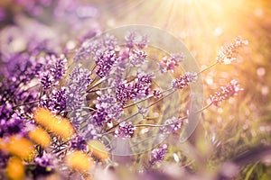 Beautiful lavender flower, flowering, blooming lavender flowers in flower garden, lavender lit by sunrays sunbems, sunlight