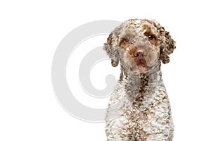 Beautiful lagotto romagnolo dog on white background