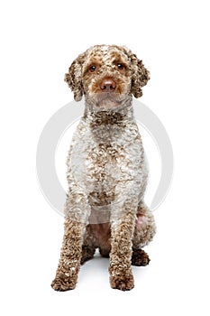 Beautiful lagotto romagnolo dog on white background