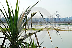 Beautiful lake around Neak Pean Temple, Cambodia