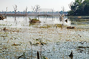 Beautiful lake around Neak Pean Temple, Cambodia