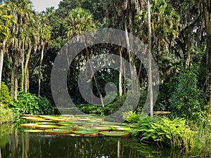 Beautiful lake with exotic waterlily petals and lush green palm trees surrounding it