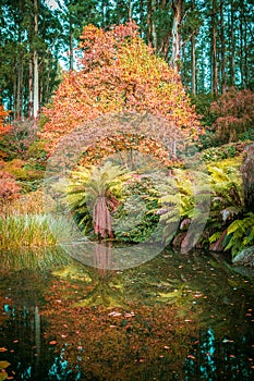 Beautiful lake, ferns and orange trees in autumn. Melbourne, Vic