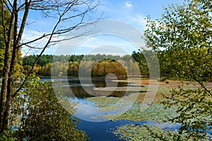 Beautiful lake with floating lily pods in autumn forest.