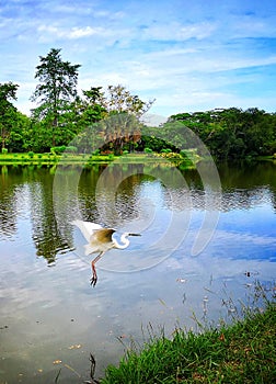 Beautiful lake with a flying bird