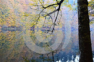 A beautiful lake in the forest photo