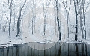 Beautiful lake inside forest covred in snow