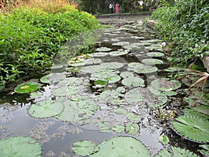 Beautiful lake with Louts leaves