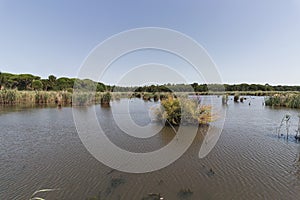 A beautiful lake in the middle of the forest