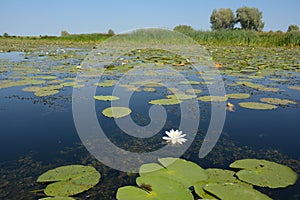 A beautiful lake with nymphaea alba or white water lily flower blooming and grassy meadow in the background