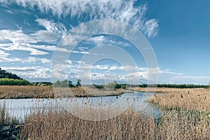 Beautiful lake with pampas grass under blue sky on a sunny day. Scenic summer landscape, selective focus