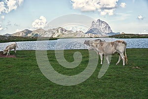 Beautiful lake in Pirineos mountains and animals. photo
