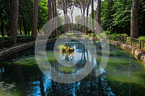 Beautiful lake pond in the green forest