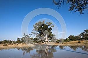 Lake with reflecting trees in Botswana