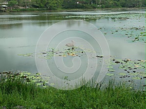 Beautiful lake side view in Sri Lanka