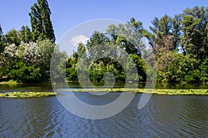 Beautiful lake on summer