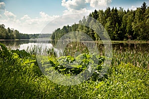 Beautiful lake in the summer