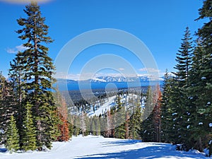 Beautiful Lake Tahoe seen throught the trees at Homewood Resort