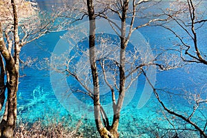 Beautiful lake with tree in jiuzhaigou