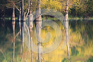 Beautiful lake with trees growing in the water