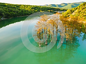 Beautiful lake with trees growing in the water